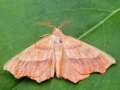 Ennomos quercinaria