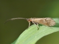 Enoicyla_pusilla_Maennchen.jpg
