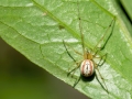Enoplognatha_latimana_Weibchen.jpg