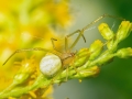 Enoplognatha ovata