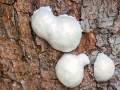 Enteridium lycoperdon