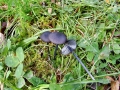 Entoloma_chalybaeum.jpg