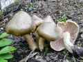 Entoloma_clypeatum.jpg