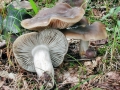 Entoloma_lividoalbum.jpg