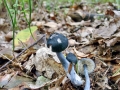 Entoloma nitidum