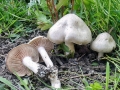 Entoloma saepium