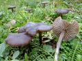 Entoloma sericeum
