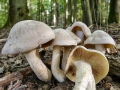 Entoloma sinuatum