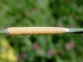 Epíchloë typhina