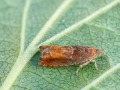 Epinotia_tenerana.jpg