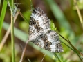 Epirrhoe_alternata.jpg