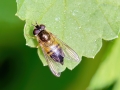 Epistrophe eligans