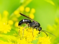 Episyron_rufipes_Weibchen.jpg