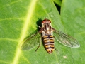 Episyrphus_balteatus_Weibchen.jpg