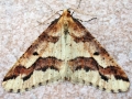 Erannis_defoliaria_Maennchen.jpg