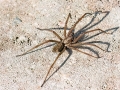 Eratigena_atrica_Weibchen.jpg