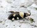 Eratophyes_amasiella.jpg
