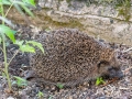 Erinaceus_europaeus.jpg