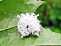 Eriocampa ovata