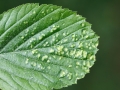 Eriophyes_arianus.jpg