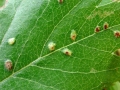 Eriophyes_crataegi.jpg