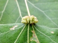 Eriophyes_diversipunctatus.jpg