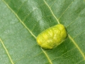 Eriophyes_erinea.jpg