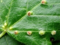 Eriophyes exilis