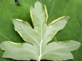 Eriophyes_goniothorax.jpg