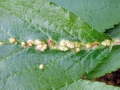 Eriophyes_homophyllus.jpg