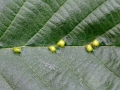 Eriophyes_inangulis.jpg