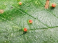 Eriophyes_laevis.jpg