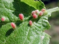 Eriophyes_prunianus.jpg