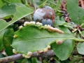 Eriophyes prunispinosae