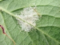 Eriophyes_psilonotus~0.jpg