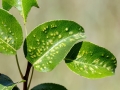 Eriophyes pyri