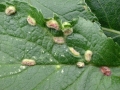 Eriophyes similis