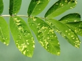 Eriophyes_sorbi.jpg