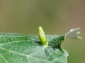 Eriophyes_tiliae_tomentosae.jpg