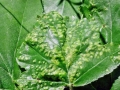 Eriophyes_torminalis.jpg