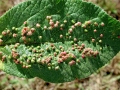 Eriophyes_viburni.jpg