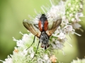 Eriothrix_rufomaculata_Weibchen.jpg