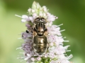 Eristalinus_aeneus_Weibchen.jpg