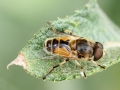 Eristalis_arbustorum_Maennchen.jpg