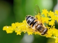 Eristalis_interrupta_Weibchen.jpg
