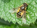 Eristalis lineata