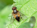 Eristalis pertinax