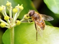 Eristalis tenax