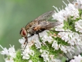 Estheria_cristata_Weibchen.jpg