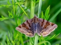 Euclidia_glyphica.jpg